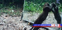 Зэрлэг амьтад анх удаа өөрсдийгөө толинд харсан нь