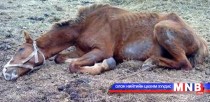 Баян-Өлгий аймагт адууны өвчин гарсан байж болзошгүй
