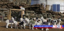Хөвсгөл аймаг 80 гаруй мянган төл хүлээн авна 