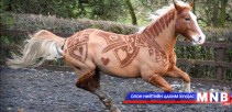 Лондоны баячууд морио ингэж чимдэг болжээ