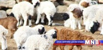 Улсын хэмжээнд 11.9 сая төл хүлээн аваад байна