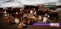 Шүлхий өвчний вирус салхиар 20-50 метрийн зайд халдварладаг