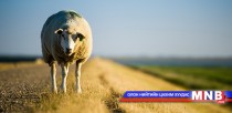 Вакцинд хамруулсан малын махыг сар гаруйн хугацаанд хүнсэнд хэрэглэхгүй байхыг сануулав