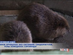 Минж орчныхоо эко системийг тэнцвэржүүлж, усны хомсдлоос сэргийлдэг 