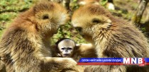 Хятадууд “Алтан” сармагчингаа танилцуулав