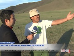 Баянзүрх хайрханд 4000 мод суулгажээ