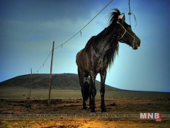 Домогт мөнхөрсөн морьд мину