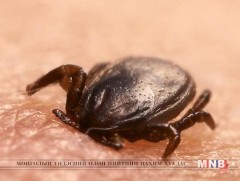 Он гарсаар хачигт халдварын сэжигтэй 579 тохиолдол бүртгэгджээ