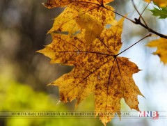 Бодолд өнжих намар