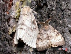 Өрөөсгөл хүр эрвээхэй 