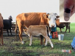 Боом өвчний нууц үе 1-7 хоног үргэлжилдэг