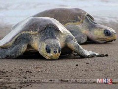 Яст мэлхий өндөглөхөөр Коста-Рикад нүүдэллэн очиж байна