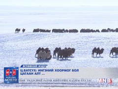 Ингэний хоормог бол цагаан алт...