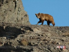 Мазаалайг хайрлан хамгаалах “Бахархлын өдөр” тохиож байна