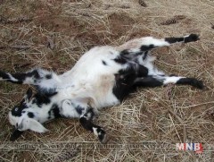 Муужирч унадаг ямаа