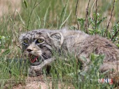 ХОВОР АМЬТАД: Мануул