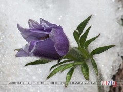 Яргуй нүдлэх цагаар...