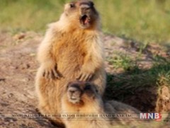 Тарваган тахал өвчнөөс урьдчилан сэргийлье!!! 