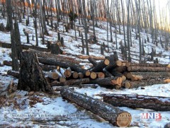 Хууль бусаар мод бэлтгэвэл Эрүүгийн хуулийн дагуу хариуцлага тооцно 