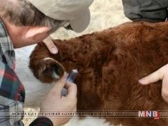 Отор нүүдлээр явахдаа малаа вакцинжуулалтад заавал хамруулаарай  