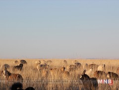 Ган, зудын үед малчдад үзүүлэх яаралтай тусламжийн 3 төслийг хэрэгжүүлж дууслаа