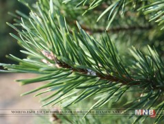 Тасганы овооны авто замын дунд 100 орчим гацуур суулгалаа