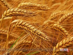Ирэх хаврын тариалалтад дунджаар 60 мянган тонн үрийн буудай хэрэгтэй 