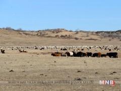 Нийт мал сүргийн 60 гаруй хувь нь дундаас доош тарга тэвээрэг авчээ 