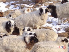 Малаа “Малын индексжүүлсэн даатгал”-д хамруулах малчдын тоо нэмэгдсээр байна 