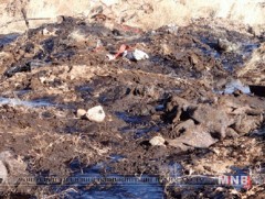 Арьс, ширний үйлдвэрийн газруудын хөрсний бохирдол аюултай хэмжээнд хүрчээ 