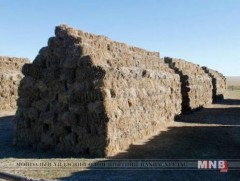 Хэнтий аймаг өвс, тэжээлийн аюулгүйн нөөцийнхөө 60 хувийг бүрдүүлжээ