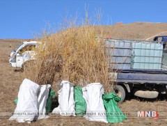 Монгол Улсын Ерөнхийлөгчийн Тамгын газрын хамт олон Баянзүрх хайрханы бэлд мод тарилаа