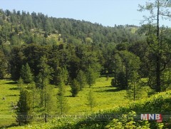 “Монгол орны ойн болон орон нутгийн ойн модны генийн сангийн хөгжил” төслийг хэрэгжүүлж байна