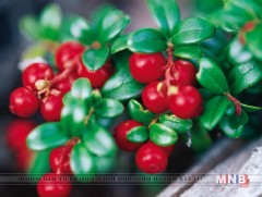 Дархлаа дэмждэг хүнсний бүтээгдэхүүн