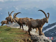 Ирэх онд 22 тусгай хамгаалалттай газрын хамрах хүрээг өргөтгөнө