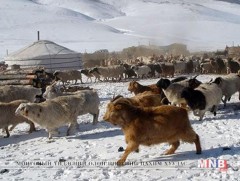 Малаа хураахаар гараад сураггүй болсон иргэдийг эсэн мэнд олжээ 