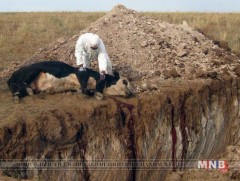 Шүлхийн голомтын бүсэд байгаа 220 үхрийг устгажээ