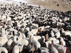 Үржлийн бус бог мал экспортлохыг зөвшөөрөв