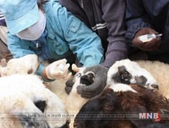 Малын гоц халдварт болон зооноз өвчнийг дэгдээхгүйн тулд бүх шатандаа анхаарах шаардлагатай