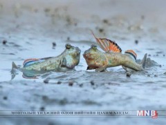 Загасны тулаан