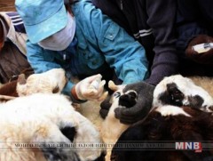 Мал, амьтны эрүүл мэндийн тухай хуулийн төсөл болон дагалдах хуулиудын төслийг эцсийн хэлэлцүүлэгт..