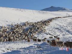 Өмнөговь аймгийн малчид малын унд сайтай нутгаараа бог малаа оторлуулж байна 