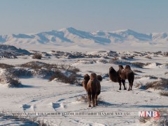 Өвлийн говийг нар  урладаг