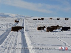 Цасны зузаан 1-4 см нэмэгдсэн байна 