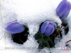 Яргуй нүдлэх цагаар ...