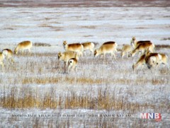 Хөвсгөл аймаг 70 жилийн дараа цагаан зээртэй боллоо