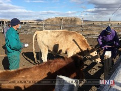ИНФОГРАФИК: Мал, амьтны эрүүл мэндийн тухай хуулийн танилцуулга 