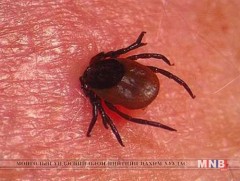 Хачигт халдвараас урьдчилан сэргийлье