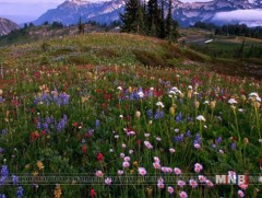 Байгалийг хайрлан хамгаалах дадал хэвшлийг хүүхэд, залууст олгоно