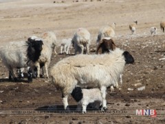 Увс аймгийн хэмжээнд мал төллөлт 37 хувьтай байна